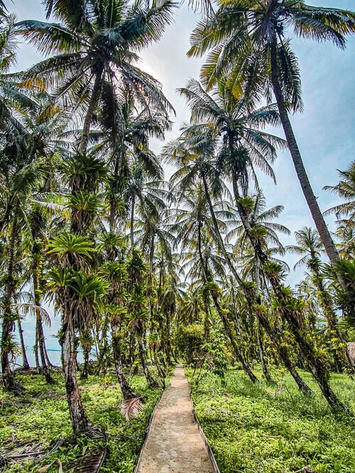 a pathway surrounded by green vegetation and tall palm trees at Zapatilla Island in Bocas del Toro