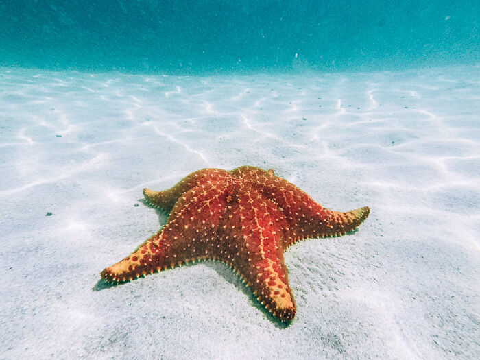 A giant red starfish on a sandy seabed in Playa Estrella, one of the best beaches in Bocas del Toro.