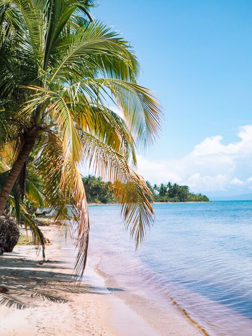 a palm tree leaning over the water at Playa Estrella aka Starfish Beach