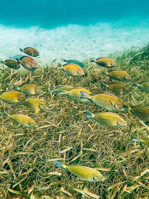 a school of bright yellow fish off the coast of Cayo Zapatilla, a common sight when you go snorkeling at Bocas del Toro