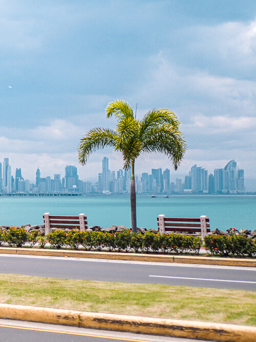 A palm tree and two benches overlooking Panama Bay at Amador Causeway, a popular spot for jogging and biking