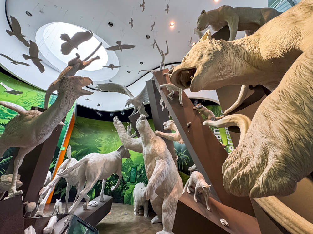 A collection of white sculptures of prehistoric animals that inhabited Panama. The collection is displayed in Biomuseo.