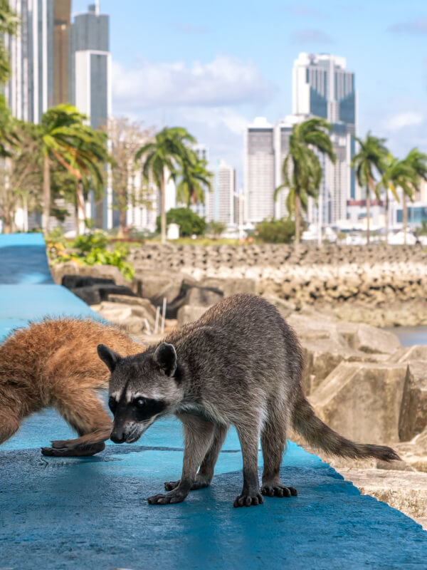 Raccoons on Panama City's waterfront promenade Cinta Costera, with palm trees and tall buildings in the background.