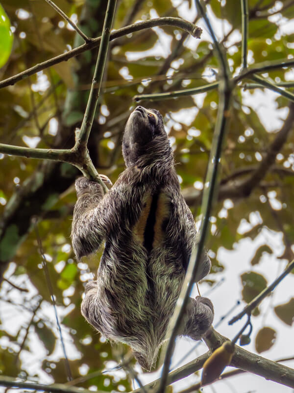 A sloth with brown and grey fur climbing up a tree branch in Metropolitan Natural Park.