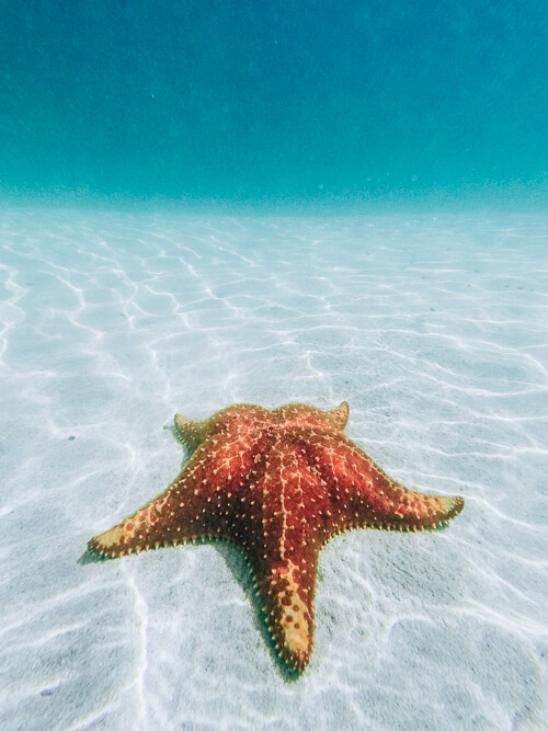 a giant orange starfish on the sandy seabed at Playa Estrella, the Starfish Beach in Panama