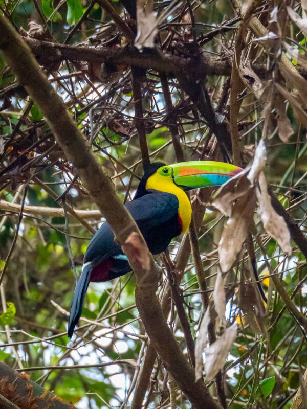 A toucan with a big colorful bill sitting on a tree branch in the Metropolitan Natural Park, one of the best places to visit in Panama City.