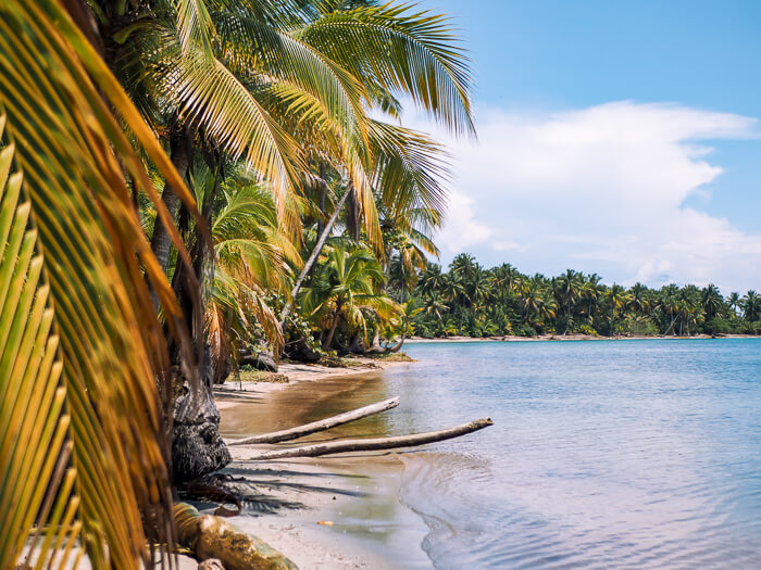 Palm trees leaning over a sandy shoreline near Starfish Beach in Bocas del Toro, Panama