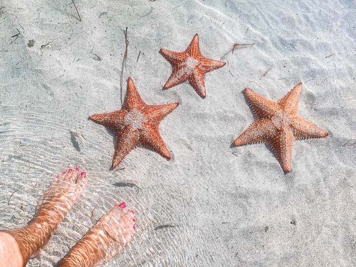 My feet next to three orange starfish in clear shallow water in Bocas del Toro.