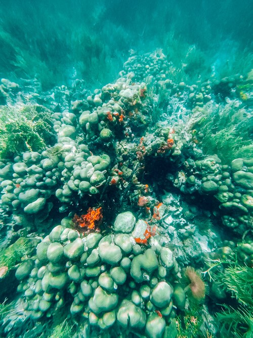 corals and sponges on the seabed at Cayo Coral, a famous spot for snorkeling in Bocas del Toro