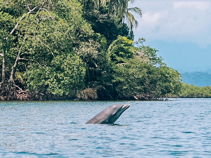 A bottlenose dolphin jumping out of the water viewed from a boat tour, one of the best things to do in Bocas del Toro