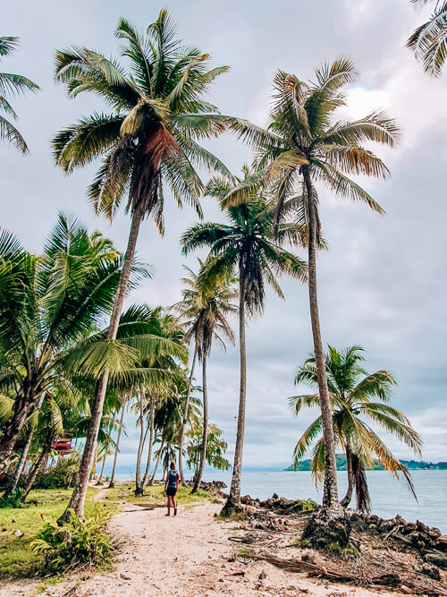 A man walking among towering palm trees along the sandy coast of Isla Carenero