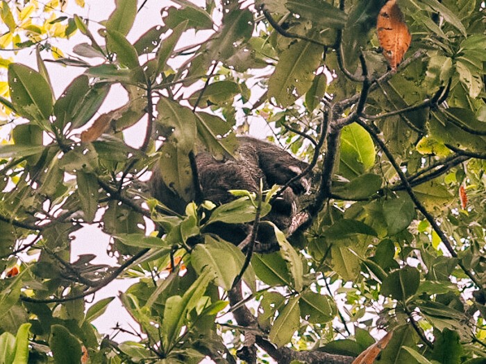 a sloth curled up in a ball and sleeping on a branch at Sloth Island