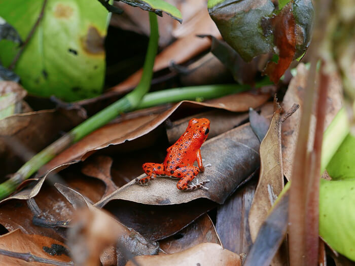 A small red strawberry poison-dart frog sitting on a brown leaf in a rainforest in Panama