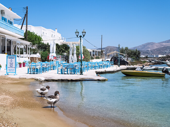 Two geese standing next to a waterfront restaurant in Antiparos Town, Greece