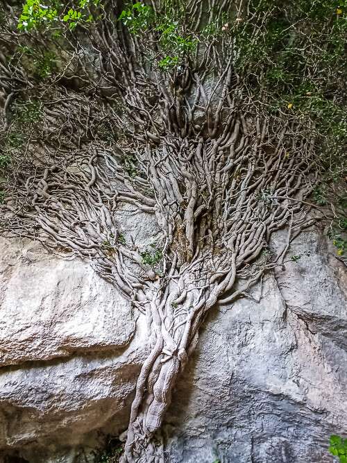 unique flora and fauna in Vikos Aoos National Park