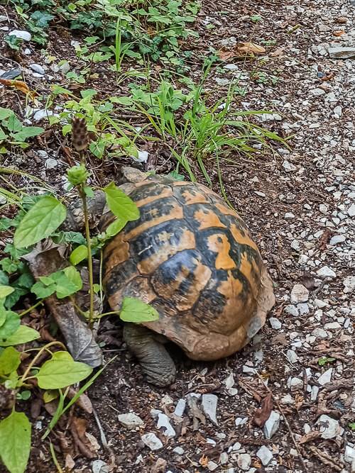 a turtle on a hiking trail in Pindus Mountains in northwestern Greece