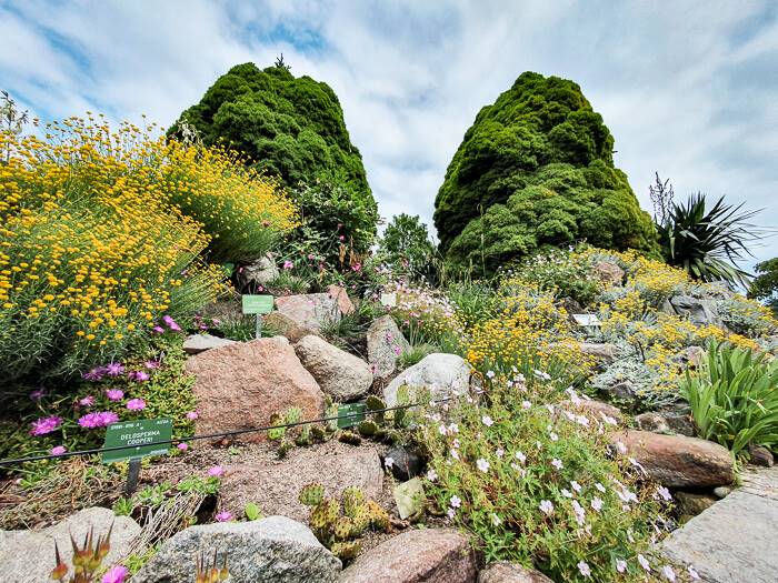 Green bushes and blooming flowers in the alpine garden of Copenhagen Botanical Garden