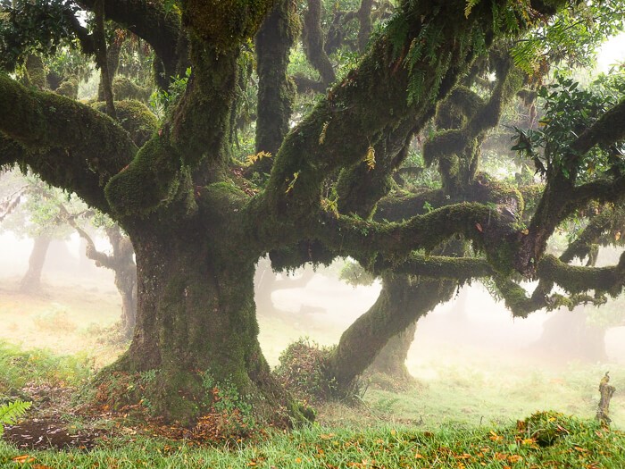 Ancient moss-covered trees at Fanal Forest, one of the most unique places to add to your Madeira road trip itinerary.