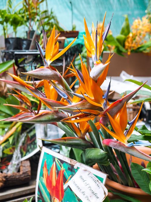 Tropical flowers being sold at Mercado dos Lavradores in Funchal