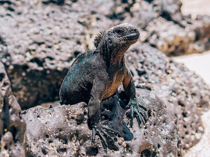 A young marine iguana standing on a volcanic rock on Santa Cruz island