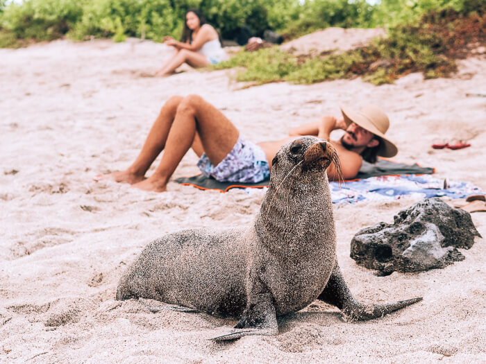 A sea lion walking among tourists at La Loberia Beach on San Cristobal Island