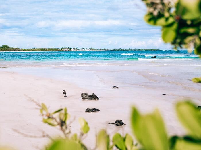 White sand beach surrounded by mangroves near Puerto Villamil on Isabela Island