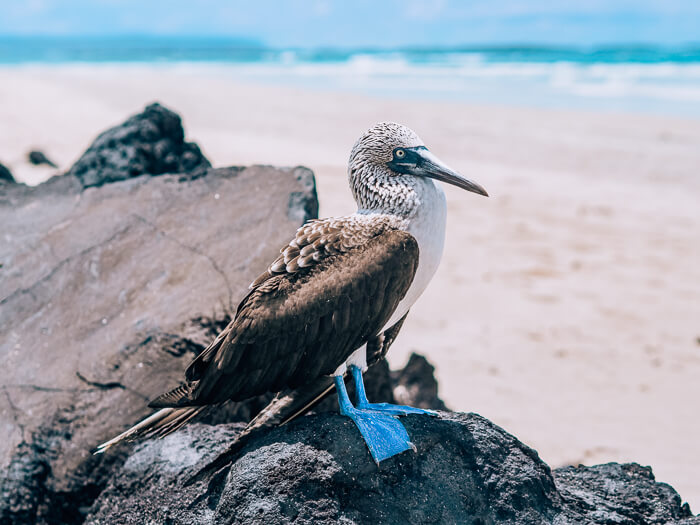 A blue footed-booby standing on a rock, one of the most famous Galapagos animals