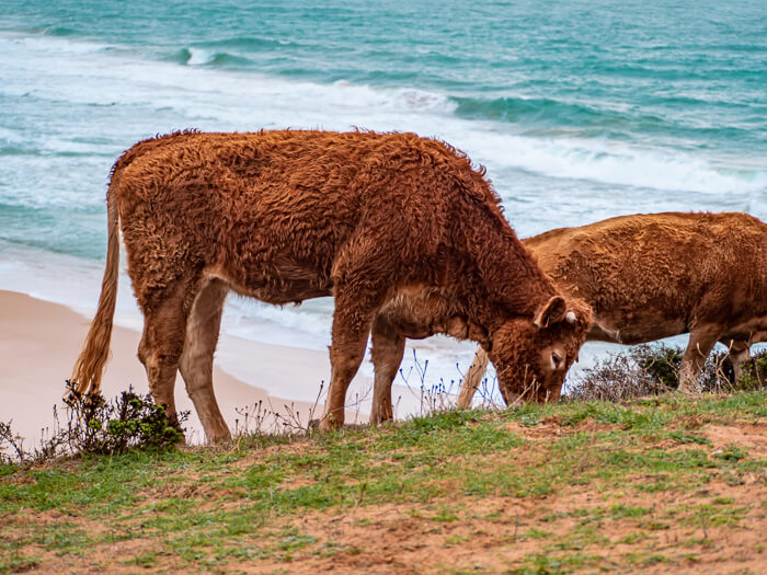 A brown cow grazing grass next to a sandy beach along the Rota Vicentina trail, one of the most famous hikes in the Algarve