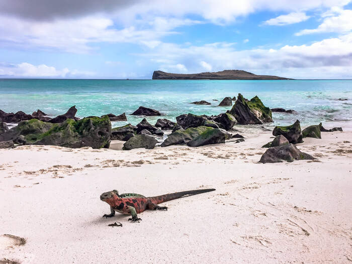 A marine iguana relaxing on the sandy beach at Gardner Bay on Espanola island, one of the best beaches in Galapagos