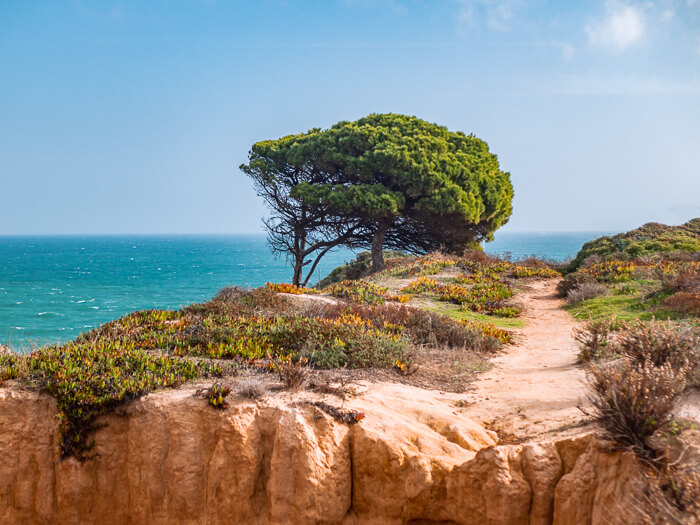 Ochre-colored limestone cliffs and green vegetation on a hiking trail near Lagos in Algarve, Portugal