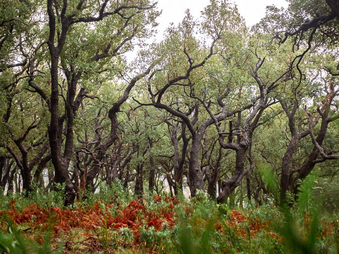 A cork oak forest in the mountains of Monchique along the Via Algarviana hiking trail in Portugal