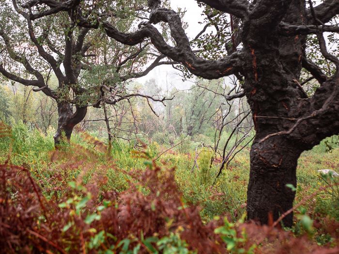 Crooked cork trees along Via Algarviana trail, one of the most beautiful hikes in the Algarve