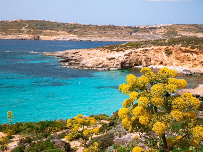 Bright turquoise water and yellow wildflowers at the Blue Lagoon, a must-visit spot on this Malta itinerary