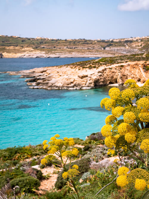 yellow flowers with a backdrop of bright turquoise sea at the Blue Lagoon on Comino Island