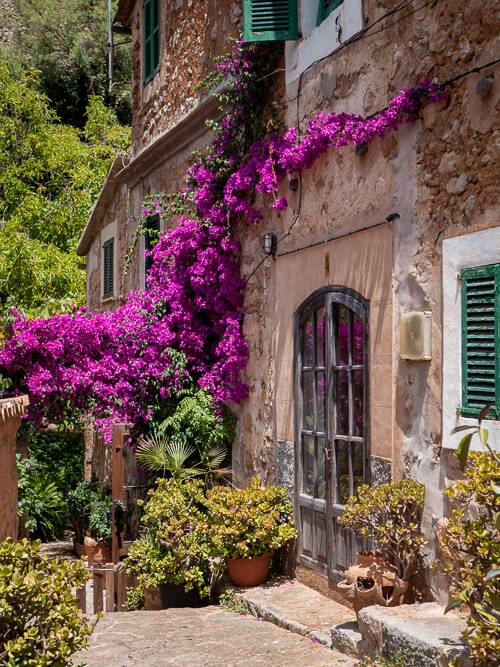 A traditional stone house with green shutters and a purple bougeanvillea tree growing along its facade in Deia.