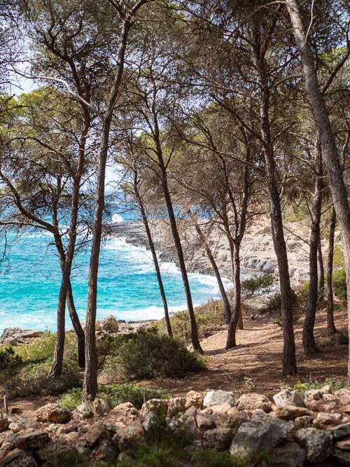 A walking trail leading through a coastal pine forest in Mondrago Natural Park with turquoise sea in the background.