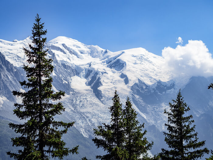 tall green spruce trees in front of the massive snowy peaks of Mont Blanc