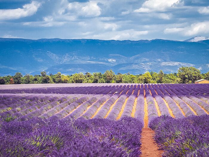 A field with rows of purple lavender in Valensole and mountains in the background.