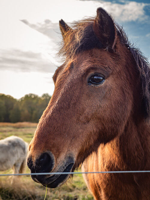 a large horse with brown fur 