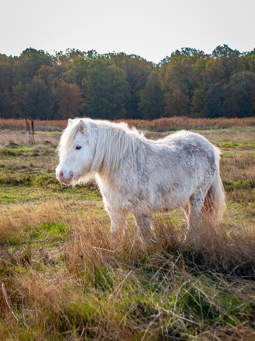 a small white pony on a grassland at Thorséng Nature Resort