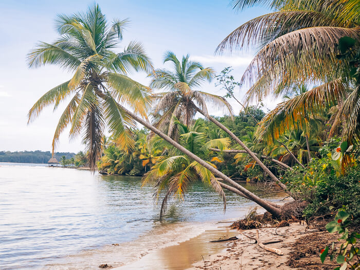 Tall palm trees leaning over the sea at the Starfish Beach