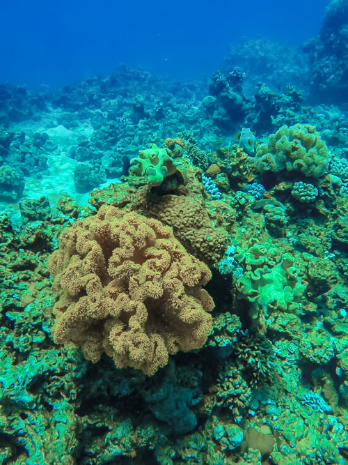 Colorful corals at a scuba diving site in Aqaba 