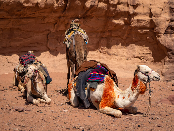Camels lying on the sand in a desert in Jordan