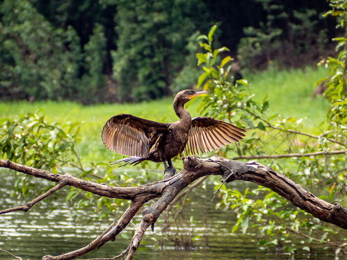 a large brown bird standing on a branch above a river and spreading its wings