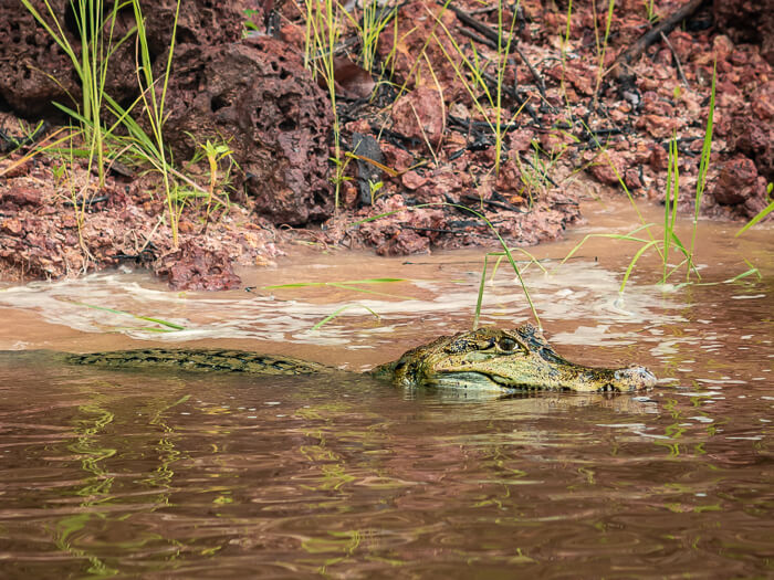 a caiman swimming in shallow murky river near Manaus, the capital of the Amazonas state in Brazil