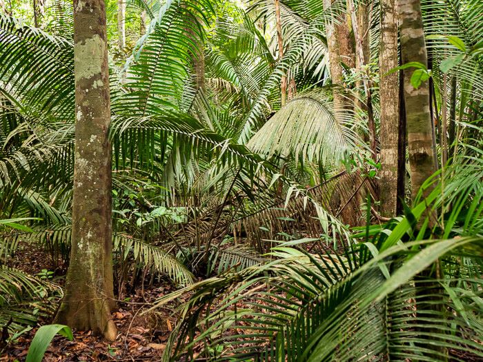 lush dense rainforest foliage seen on a jungle walk, one of the best things to do in the Brazilian Amazon