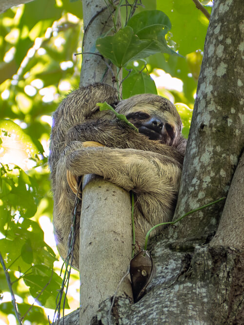 a sloth hugging a tree branch in the Amazon rainforest in Brazil