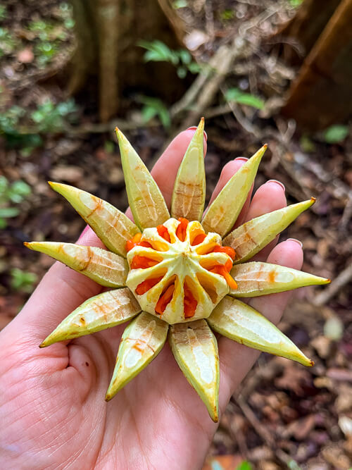 a flower-shaped fruit from the Amazon jungle