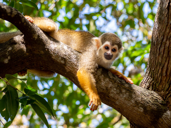 A squirrel monkey with yellow arms clinging to a tree branch in Alter do Chão, Brazil