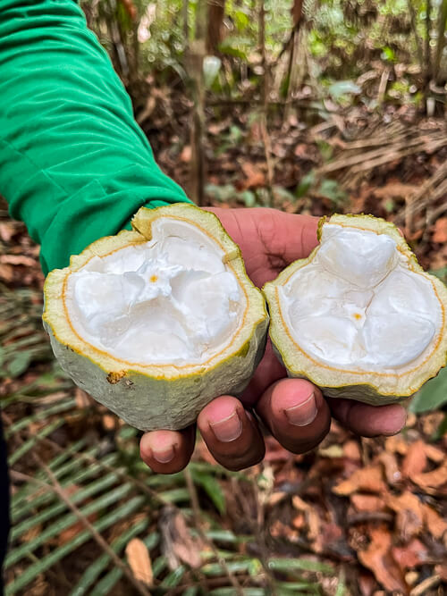 wild cacao with white flesh